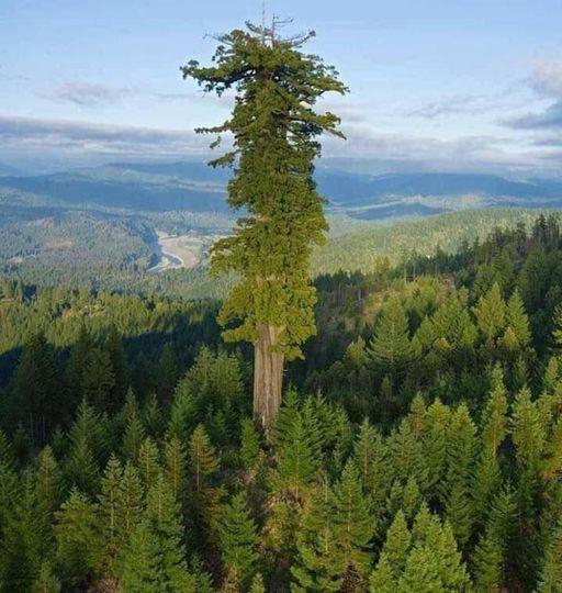 El árbol más alto del mundo